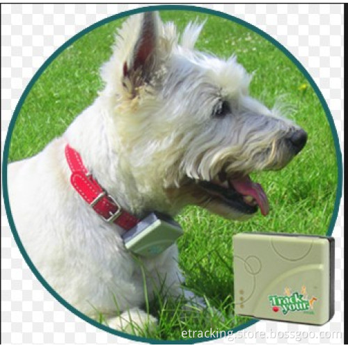 Upgrade Version on Cheap Pet GPS Tracker Tk201 GPS Tracker System /Pet GPS Tracking Tk201-2